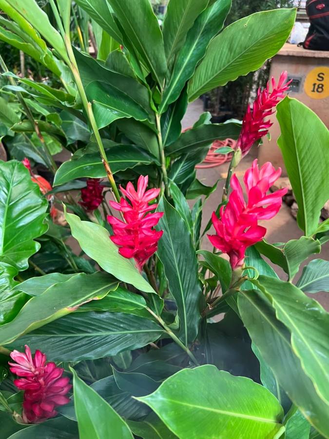 Alpínias de flores vermelhas