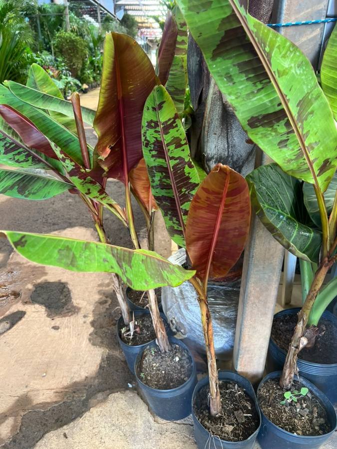 Bananeiras ornamentais de folhas vermelhas e manchadas