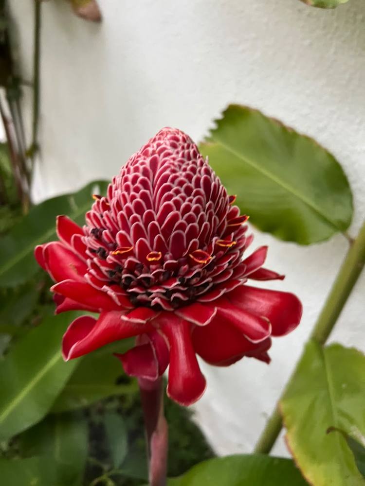 Flor vermelha de bastão-do-imperador