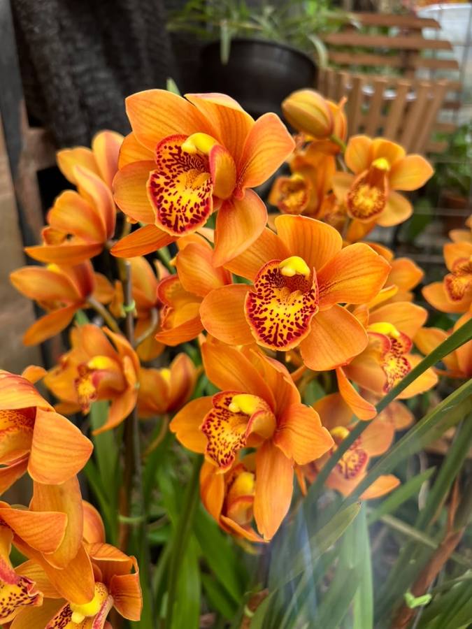 Orquídeas cymbidium laranja