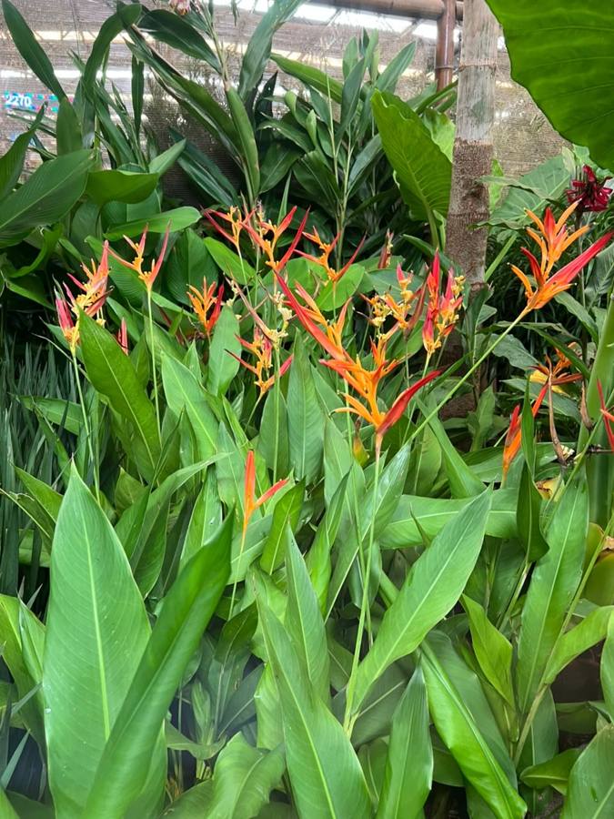 Helicônias papagaio com flores laranja