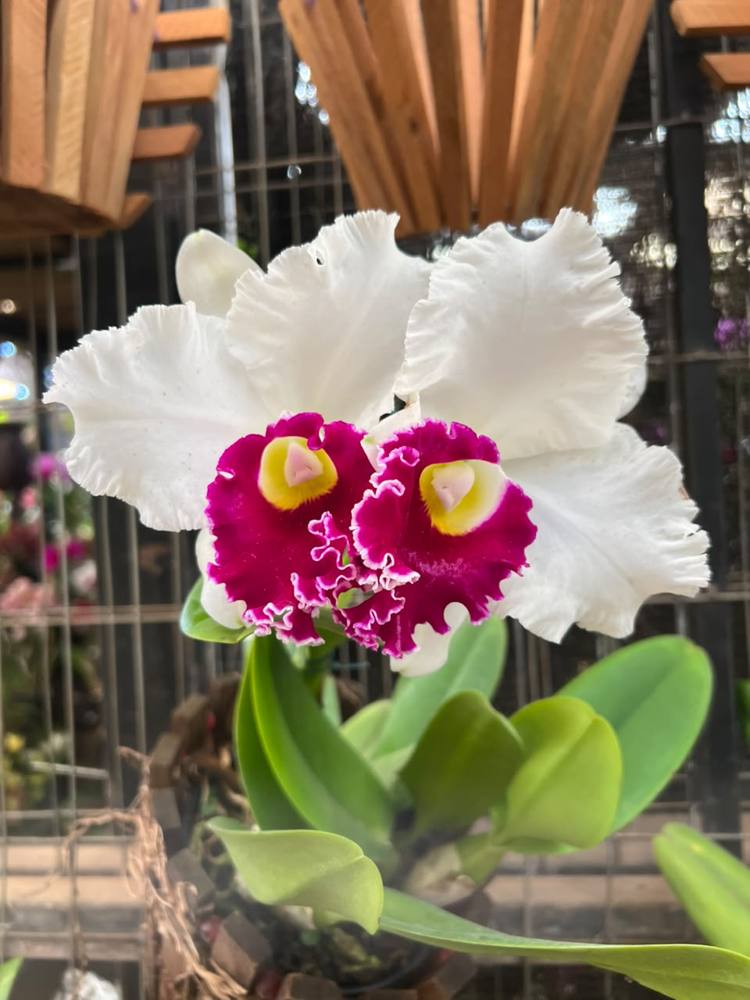 Orquídea branca com labelo magenta