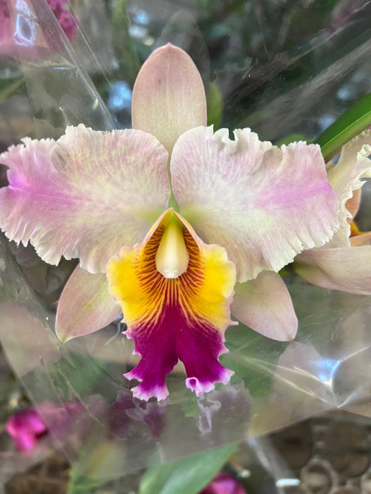 Orquídea rosa-clara com labelo amarelo e magenta