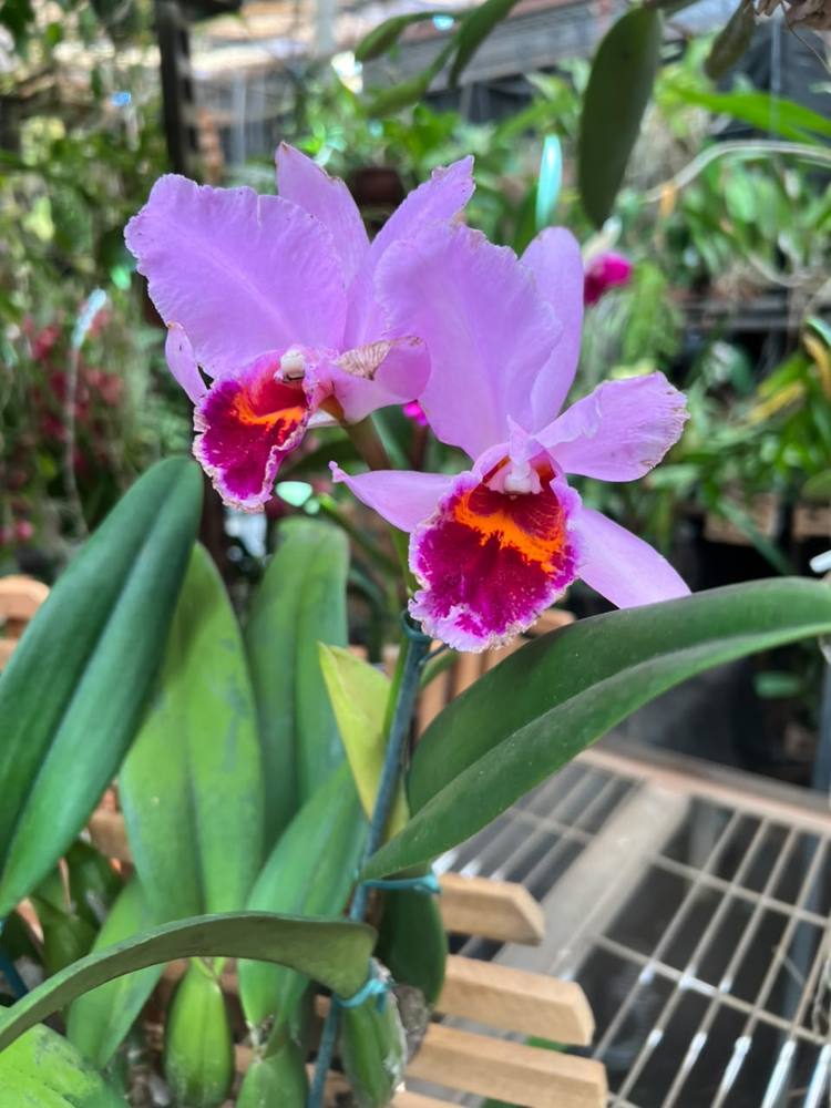 Orquídea lilás