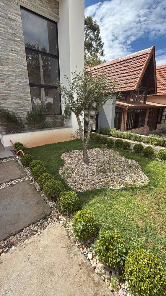 Oliveira plantada em ilha de seixos com buxinhos